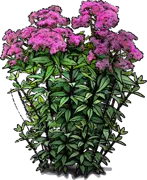 Roślina - Sadziec plamisty \u0022Atropurpureum\u0022