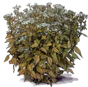 Roślina - Aster rozkrzewiony