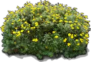 Roślina - Euryops pectinatus