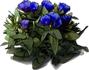 Roślina - Eustoma wielkokwiatowa