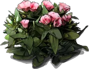 Roślina - Eustoma wielkokwiatowa
