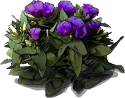 Roślina - Eustoma wielkokwiatowa