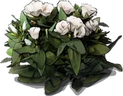Roślina - Eustoma wielkokwiatowa