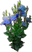 Roślina - Eustoma wielkokwiatowa