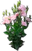 Roślina - Eustoma wielkokwiatowa
