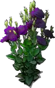 Roślina - Eustoma wielkokwiatowa