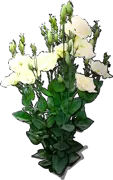 Roślina - Eustoma wielkokwiatowa