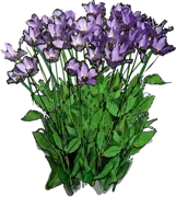 Roślina - Eustoma preriowa