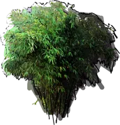 Roślina - Fargesia parasolowata