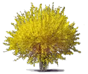 Roślina - Forsycja zwisła