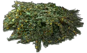Roślina - Fremontodendron californicum ssp. decumbens