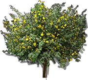 Roślina - Fremontodendron californicum