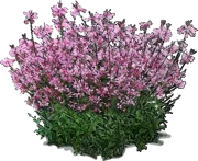 Roślina - Gaura Lindheimera \u0022Pink Cloud\u0022