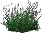 Roślina - Gaura Lindheimera