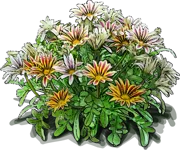 Roślina - Gazania \u0022Big Kiss White Flame\u0022