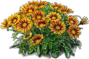 Roślina - Gazania \u0022Tiger Stripes\u0022