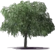 Roślina - Geijera parviflora