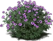 Roślina - Glandularia bipinnatifida