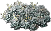 Roślina - Graptopetalum paraguayense