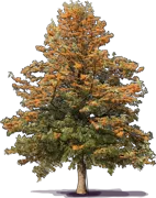 Roślina - Grevillea robusta