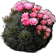 Roślina - Gymnokalcjum