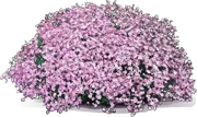 Roślina - Gipsówka rozesłana \u0022Rosea\u0022