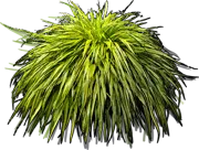 Roślina - Hakonechloa macra Aureola