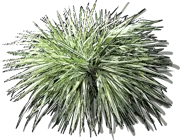 Roślina - Hakonechloa macra Fubuki