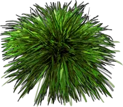 Roślina - Hakonechloa macra Nicolas