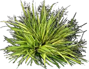 Roślina - Hakonechloa smukła