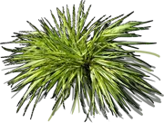 Roślina - Hakonechloa macra Sunny Delight