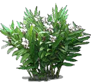 Roślina - Hedychium koronowe