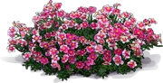 Roślina - Posłonek \u0022Raspberry Ripple\u0022