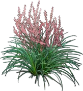 Roślina - Hesperaloe parviflora