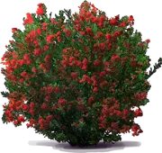 Roślina - Heteromeles arbutifolia