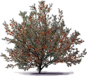 Roślina - Rokitnik pospolity