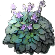 Roślina - Funkia \u0022Blue Cadet\u0022