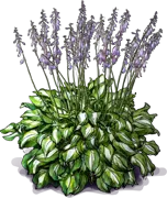 Roślina - Funkia \u0022Undulata Mediovariegata\u0022