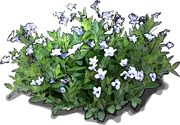Roślina - Dzika petunia niska