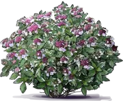 Roślina - Hortensja ogrodowa \u0022Tricolor\u0022