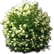 Roślina - Hortensja bukietowa \u0022Grandiflora\u0022