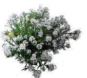 Roślina - Ubiorek gorzki