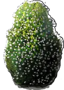 Roślina - Ostrokrzew kolczasty