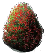 Roślina - Ostrokrzew bukszpanowy