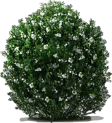 Roślina - Ostrokrzew gładki