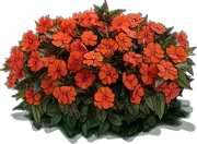 Roślina - Niecierpek \u0022Sunpatiens Compact Orange\u0022