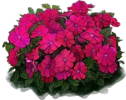 Roślina - Niecierpek \u0022Sunpatiens Compact Royal Magenta\u0022