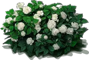 Roślina - Niecierpek waleriana \u0022Rockapulco White\u0022