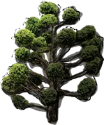 Roślina - Jałowiec chiński Mountbatten bonsai