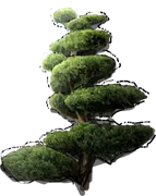 Roślina - Jałowiec wirginijski Tripartita bonsai